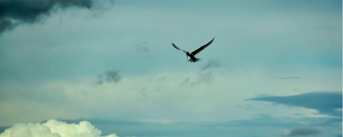 常见梦境全景解读：飞翔、坠落、被追赶、考试——背后的潜意识密码全揭秘