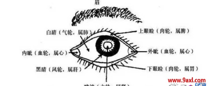 眉眼相关（主兄弟运势、性格、感情、子女运势）