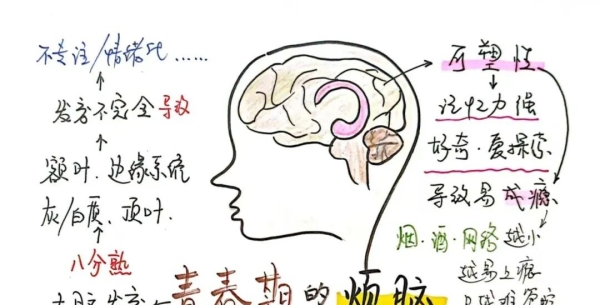 青春期的孩子为什么“难管”？