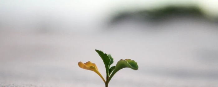 如何运用人本主义的思想提升自我？