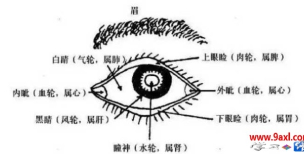 眉眼相关（主兄弟运势、性格、感情、子女运势）