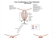 恐惧条件反射｜恐惧的消退