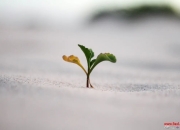 如何运用人本主义的思想提升自我？