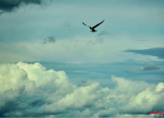 常见梦境全景解读：飞翔、坠落、被追赶、考试——背后的潜意识密码全揭秘