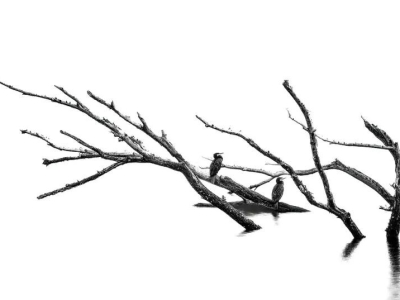 吃抗焦虑抑郁药物-11周-被病毒扰动