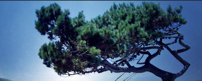 梦的解析：20种梦境的心理学解释