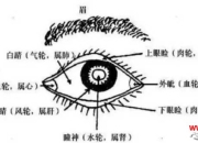 眉眼相关（主兄弟运势、性格、感情、子女运势）
