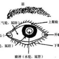 眉眼相关（主兄弟运势、性格、感情、子女运势）