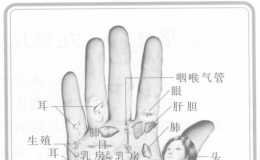 伸手知健康：手掌对应脏腑区域及常见病理纹符号