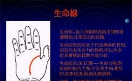 掌中纹线基础知识