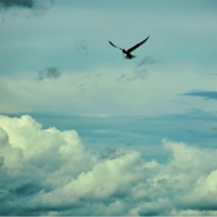 常见梦境全景解读：飞翔、坠落、被追赶、考试——背后的潜意识密码全揭秘