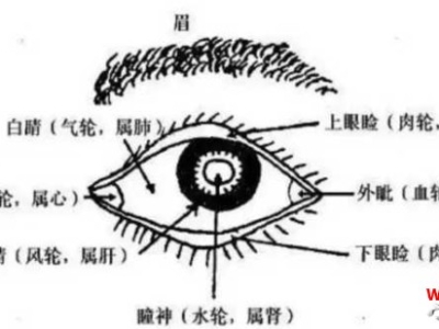 眉眼相关（主兄弟运势、性格、感情、子女运势）