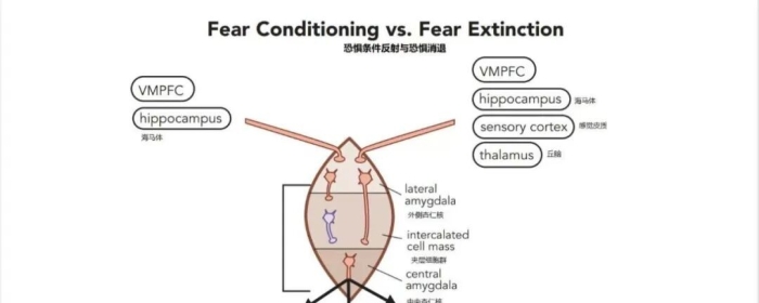 恐惧条件反射｜恐惧的消退