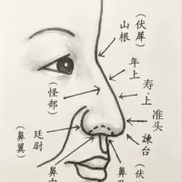 如何看鼻部