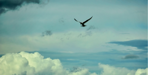 常见梦境全景解读：飞翔、坠落、被追赶、考试——背后的潜意识密码全揭秘