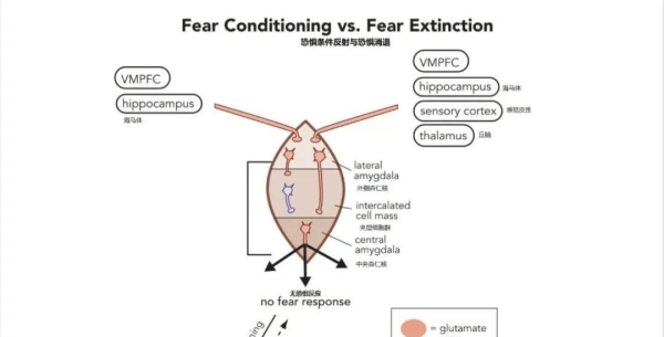 恐惧条件反射｜恐惧的消退