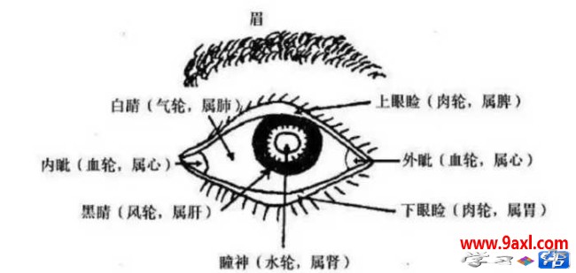 眉眼相关（主兄弟运势、性格、感情、子女运势）